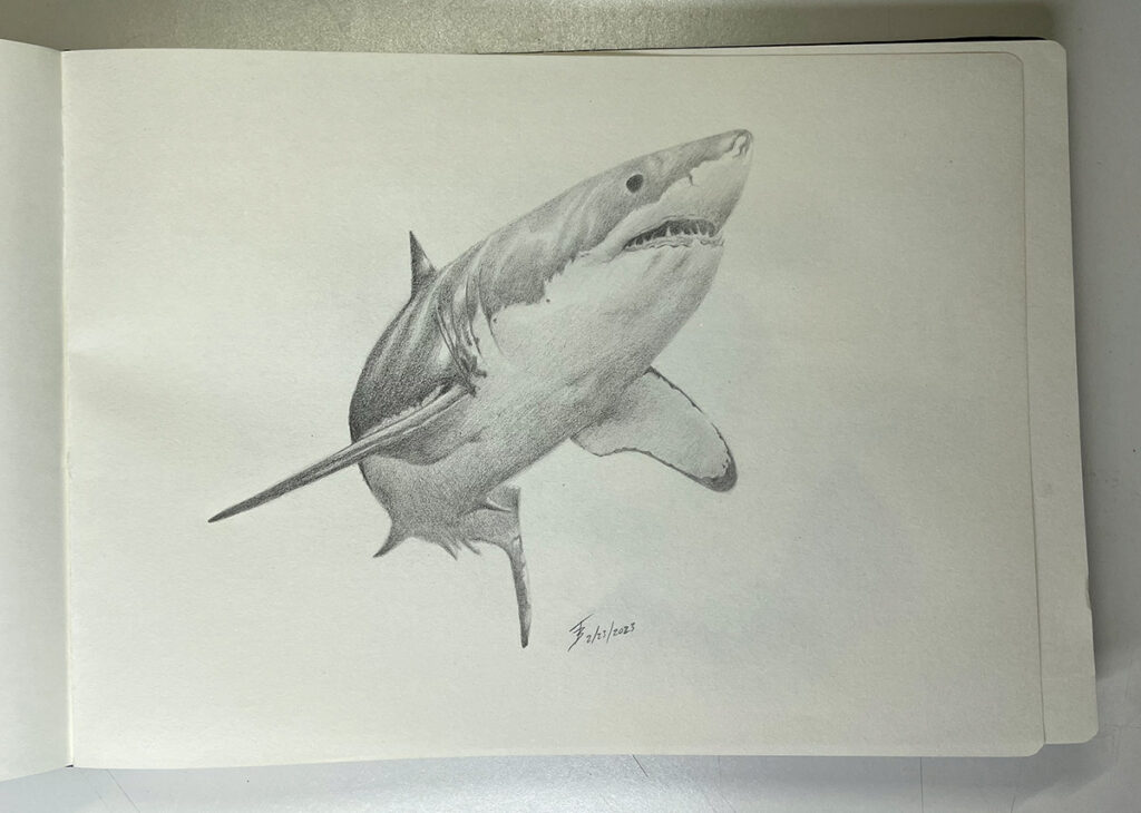 Shark Sketch